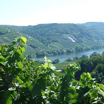 Blick aus den Weinbergen auf die Märtyrerkapelle bei Neumagen