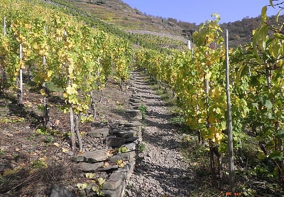 Aufstieg durch die Weinberge zum Bleidenberg