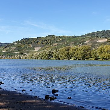 Moselufer bei Brauneberg