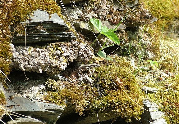 Eidechse in den Weinbergen