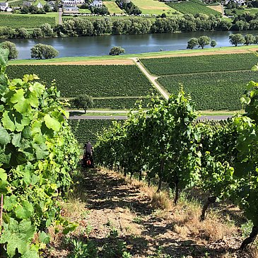 Weinberg Mosel