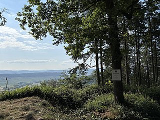 Kaisereiche