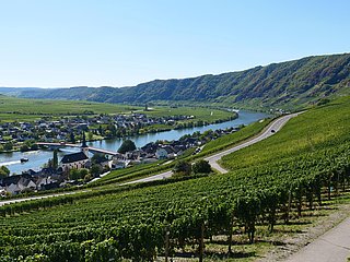 Weinort Piesport an der Mosel