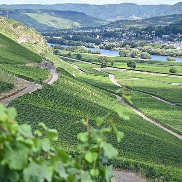 Moseltal_mit_Fernblick_auf_Burg_Landshut