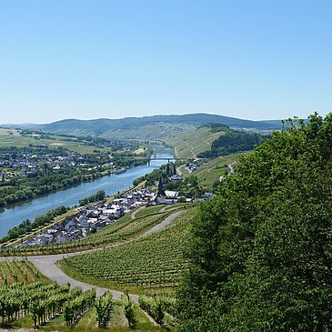 Weinberge über Lieser