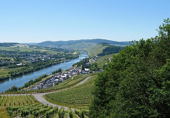 Weinberge über Lieser