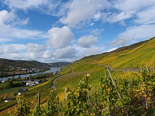 Weinberge in Graach an der Mosel