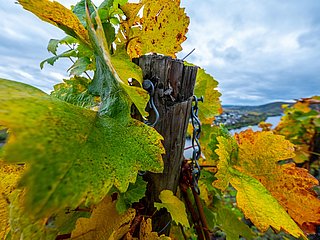 Weinberge an der Mosel im Ferienland Bernkastel-Ku